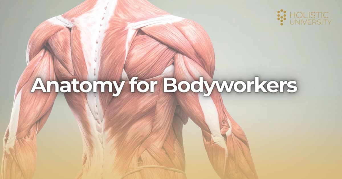 Anatomy for Bodyworkers
